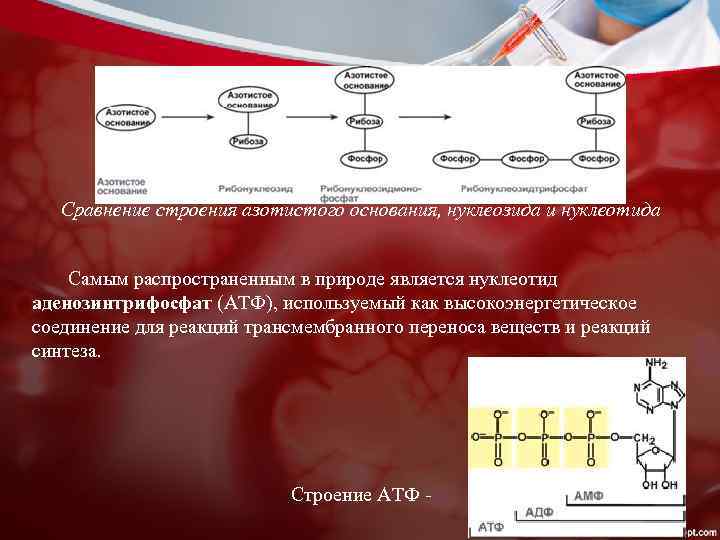 Сравнение строения азотистого основания, нуклеозида и нуклеотида Самым распространенным в природе является нуклеотид аденозинтрифосфат