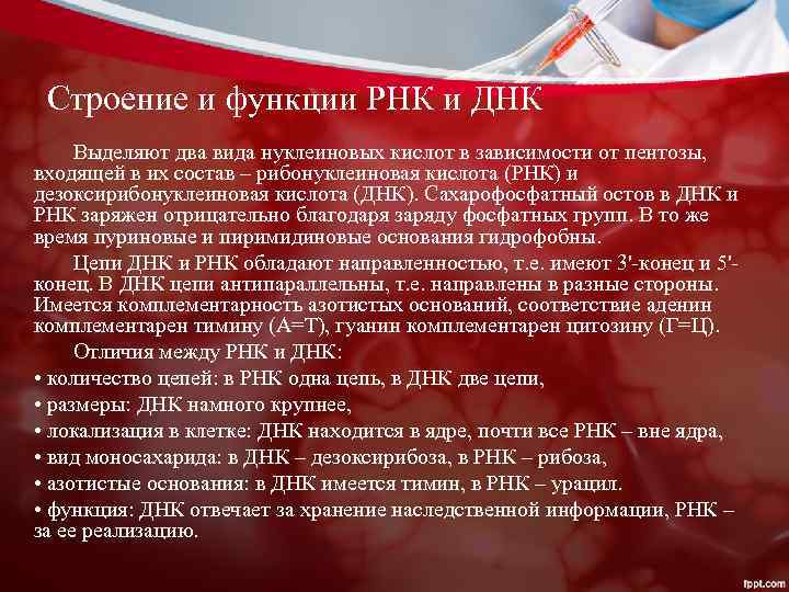 Строение и функции РНК и ДНК Выделяют два вида нуклеиновых кислот в зависимости от