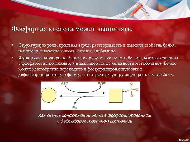Фосфорная кислота может выполнять: • • Структурную роль, придавая заряд, растворимость и изменяя свойства