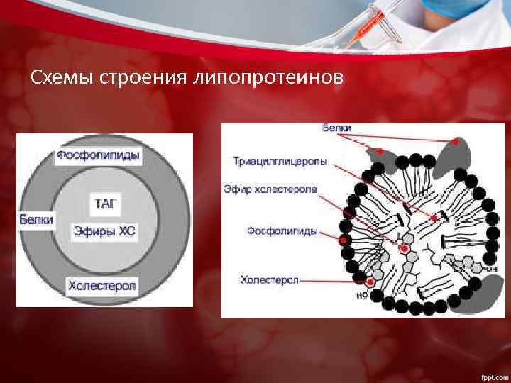 Схемы строения липопротеинов 