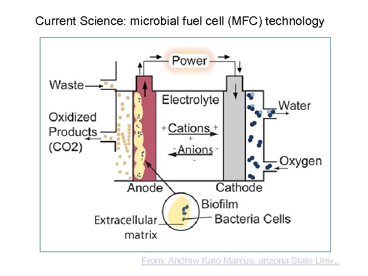 Current Science: microbial fuel cell (MFC) technology From: Andrew Kato Marcus, arizona State Univ.