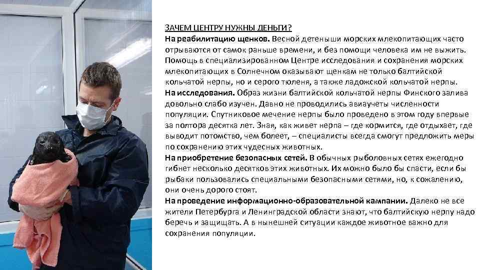 ЗАЧЕМ ЦЕНТРУ НУЖНЫ ДЕНЬГИ? На реабилитацию щенков. Весной детеныши морских млекопитающих часто отрываются от
