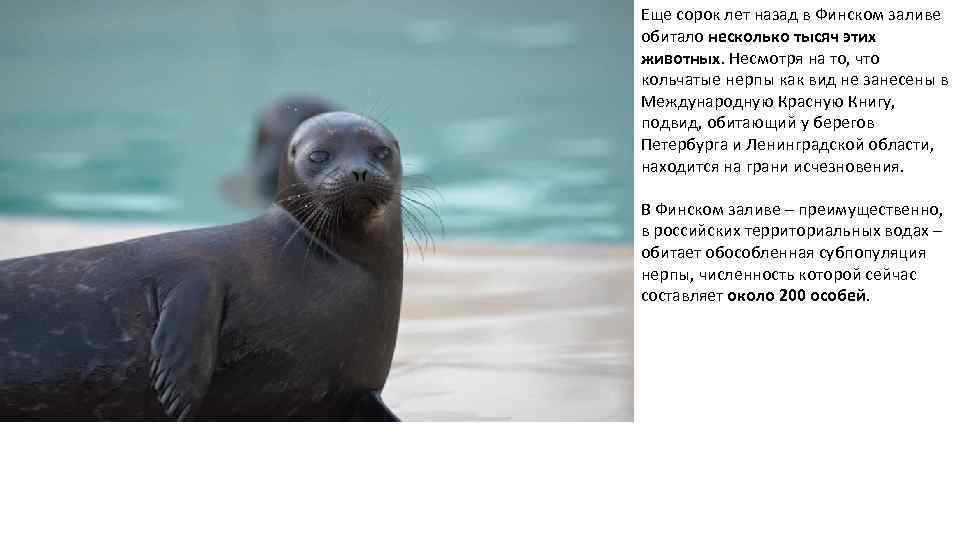 Еще сорок лет назад в Финском заливе обитало несколько тысяч этих животных. Несмотря на