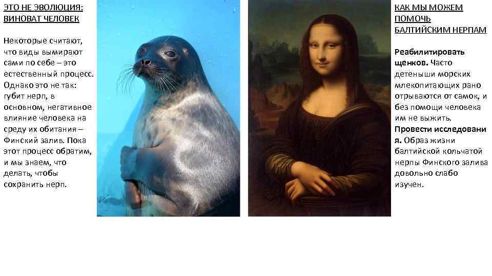 ЭТО НЕ ЭВОЛЮЦИЯ: ВИНОВАТ ЧЕЛОВЕК Некоторые считают, что виды вымирают сами по себе –