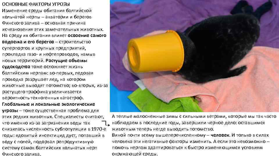 ОСНОВНЫЕ ФАКТОРЫ УГРОЗЫ Изменение среды обитания балтийской кольчатой нерпы – акватории и берегов Финского