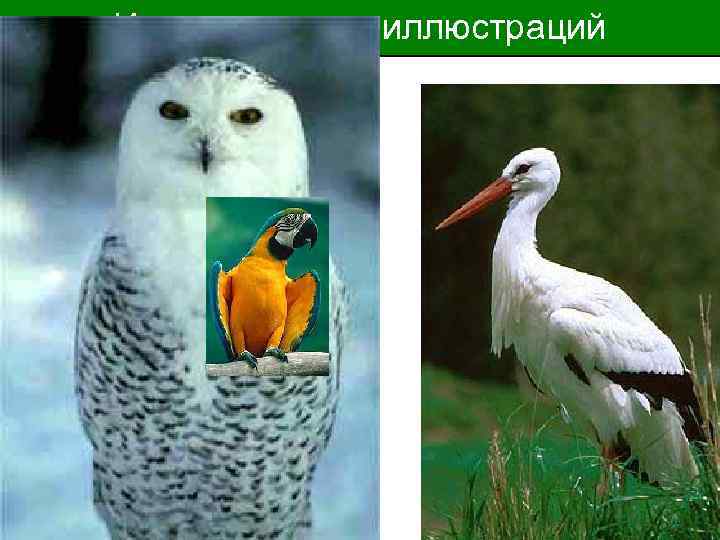 Использование иллюстраций 