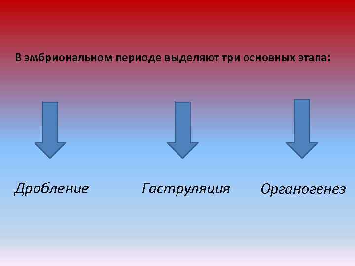 В эмбриональном периоде выделяют три основных этапа: Дробление Гаструляция Органогенез 