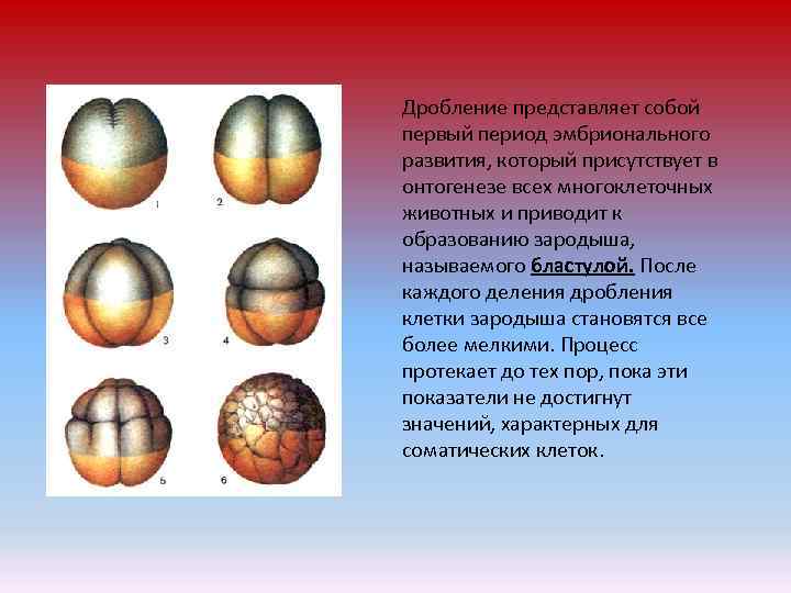 Период дробления. Эмбриональный период развития дробление. Онтогенез дробление. Дробление эмбриональный этап. Этап дробления в эмбриональном периоде.