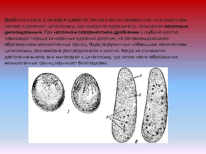 Дробление яйца. Частичное дискоидальное дробление. Неполное дискоидальное дробление. Неполное поверхностное дробление.