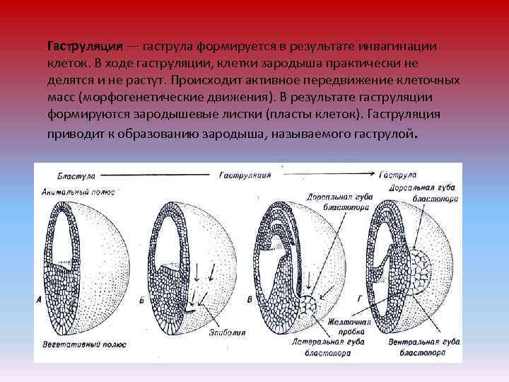 Клетка зародыш. Инвагинационная гаструла. Инвагинация эмбриогенез. Способы гаструляции у лягушки. Процесс гаструляции кратко.