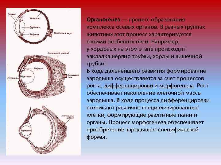 Три стадии характеризующие стадию органогенеза
