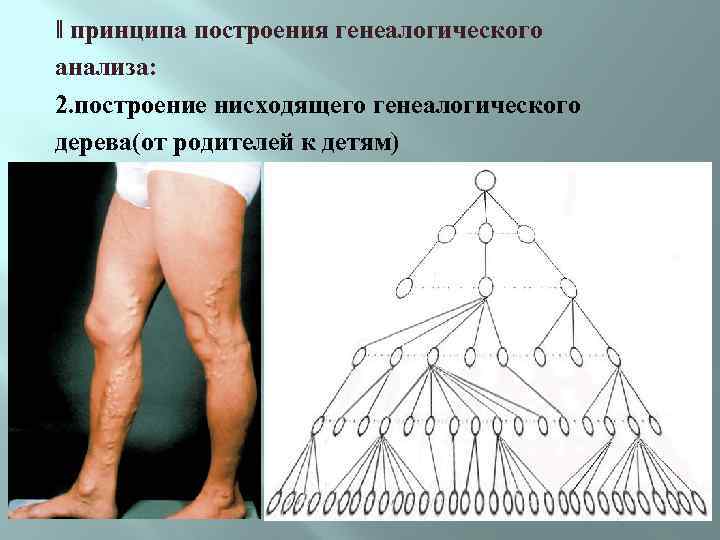 ǁ принципа построения генеалогического анализа: 2. построение нисходящего генеалогического дерева(от родителей к детям) 