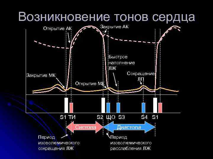 Возникновение тонов сердца Закрытие АК Открытие АК Закрытие МК Открытие МК S 1 ТИ