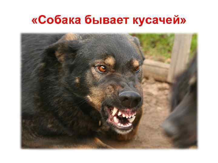  «Собака бывает кусачей» 