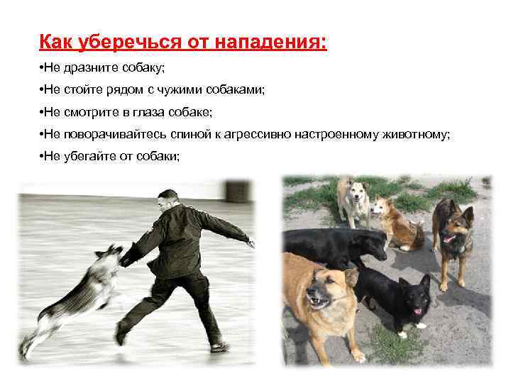 Как уберечься от нападения: • Не дразните собаку; • Не стойте рядом с чужими