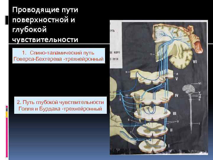 Проводящие пути поверхностной и глубокой чувствительности 1. Спино-таламический путь Говерса-Бехтерева -трехнейронный 2. Путь глубокой