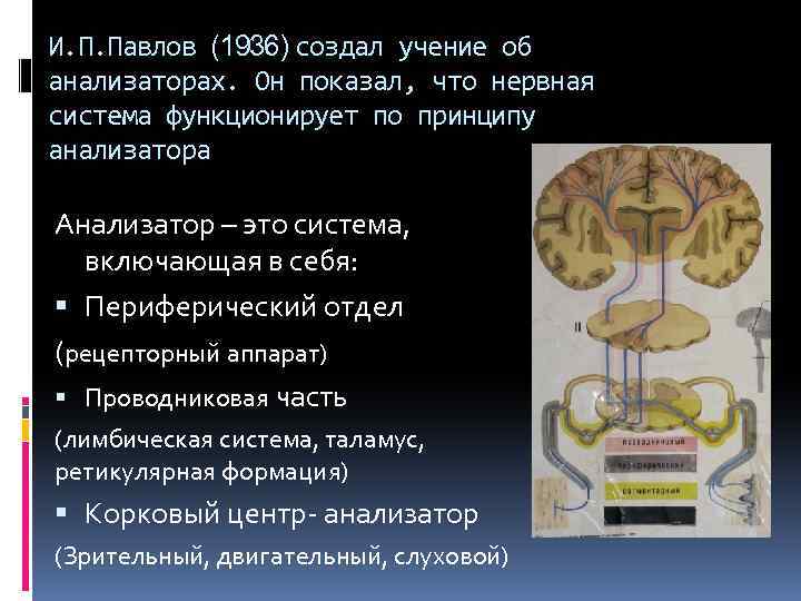 И. П. Павлов (1936) создал учение об анализаторах. Он показал, что нервная система функционирует