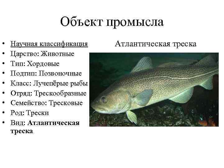 Объект промысла • • • Научная классификация Царство: Животные Тип: Хордовые Подтип: Позвоночные Класс: