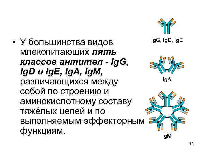  • У большинства видов млекопитающих пять классов антител - Ig. G, Ig. D