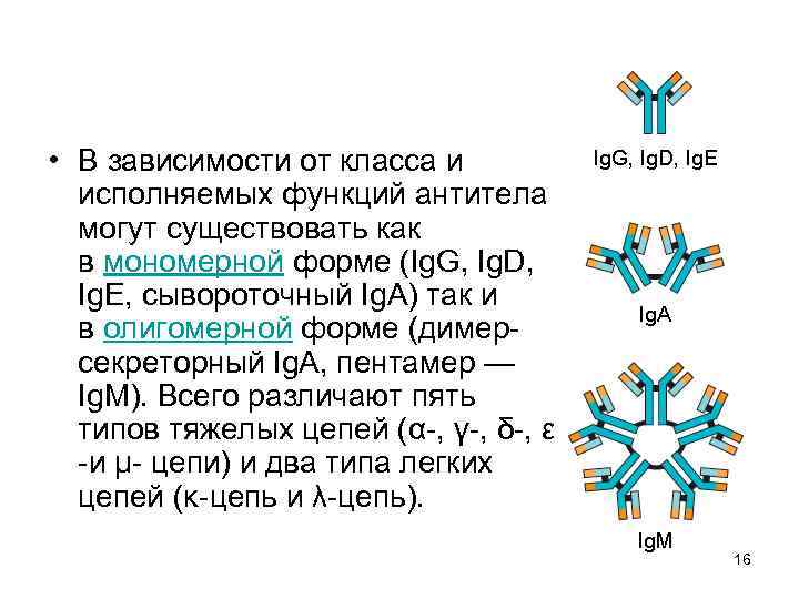  • В зависимости от класса и исполняемых функций антитела могут существовать как в