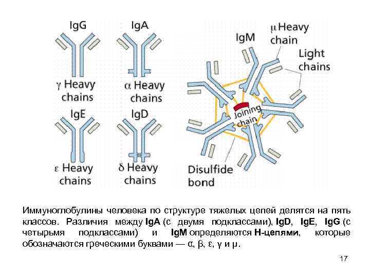 Какая функция антител