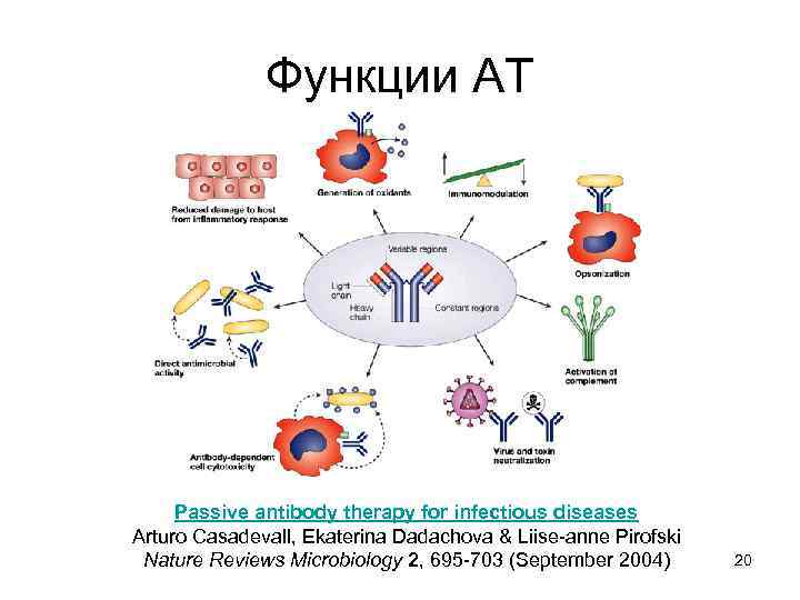 Функции АТ Passive antibody therapy for infectious diseases Arturo Casadevall, Ekaterina Dadachova & Liise-anne