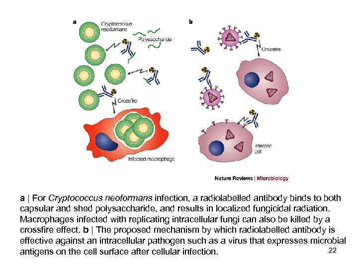 a | For Cryptococcus neoformans infection, a radiolabelled antibody binds to both capsular and