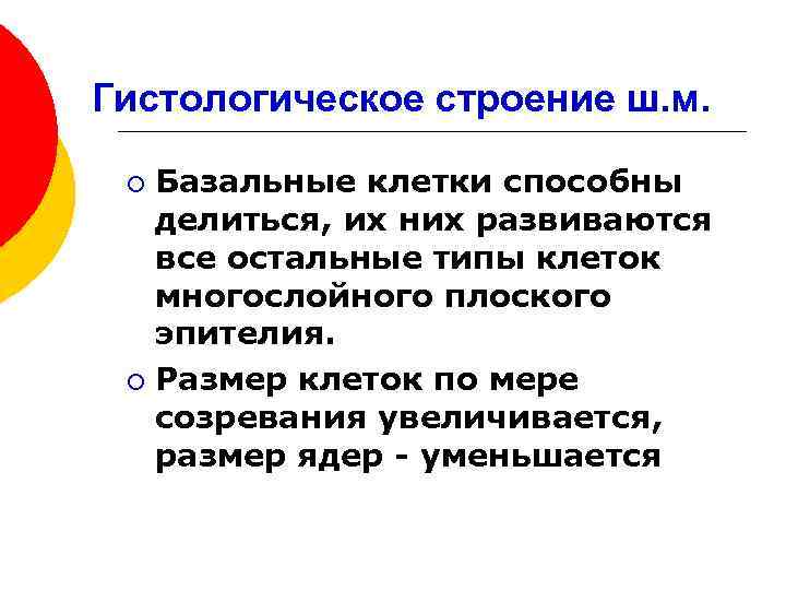 Гистологическое строение ш. м. Базальные клетки способны делиться, их них развиваются все остальные типы