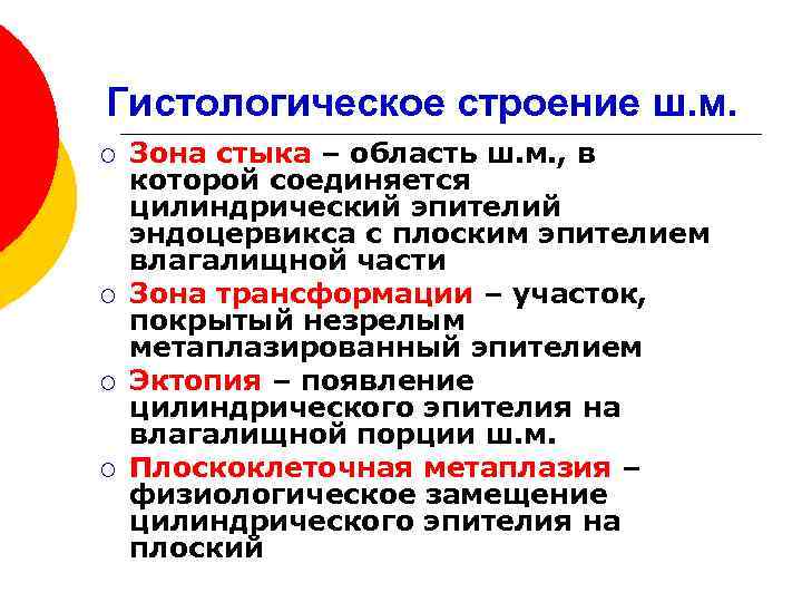 Гистологическое строение ш. м. ¡ ¡ Зона стыка – область ш. м. , в