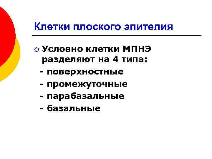 Клетки плоского эпителия ¡ Условно клетки МПНЭ разделяют на 4 типа: - поверхностные -