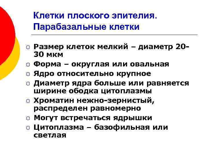 Клетки плоского эпителия. Парабазальные клетки ¡ ¡ ¡ ¡ Размер клеток мелкий – диаметр
