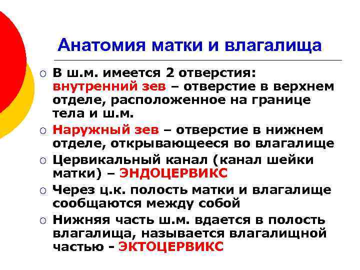 Анатомия матки и влагалища ¡ ¡ ¡ В ш. м. имеется 2 отверстия: внутренний