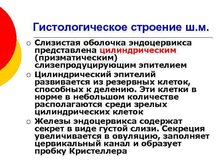 Гистологическое строение ш. м. ¡ ¡ ¡ Слизистая оболочка эндоцервикса представлена цилиндрическим (призматическим) слизепродуцирующим
