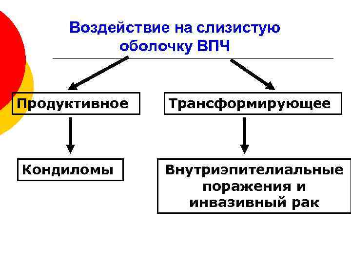 Воздействие на слизистую оболочку ВПЧ Продуктивное Кондиломы Трансформирующее Внутриэпителиальные поражения и инвазивный рак 