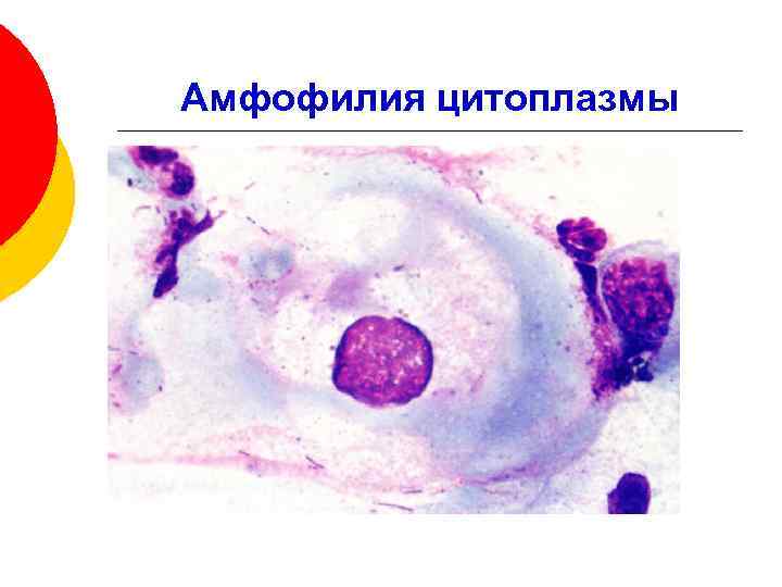 Амфофилия цитоплазмы 