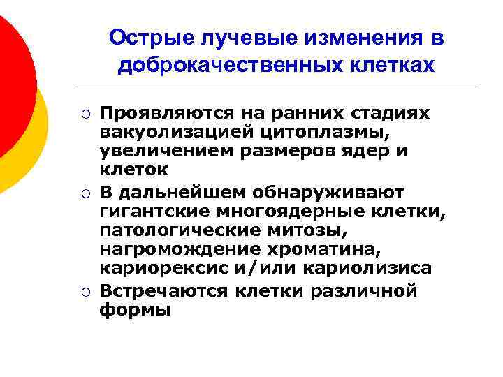 Острые лучевые изменения в доброкачественных клетках ¡ ¡ ¡ Проявляются на ранних стадиях вакуолизацией