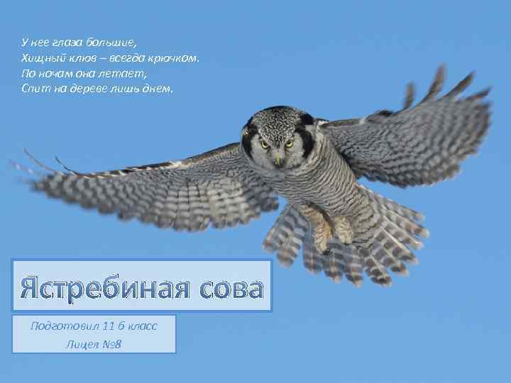 У нее глаза большие, Хищный клюв – всегда крючком. По ночам она летает, Спит