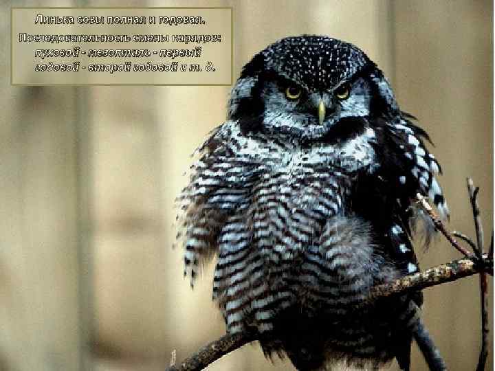 Линька совы полная и годовая. Последовательность смены нарядов: пуховой - мезоптиль - первый годовой