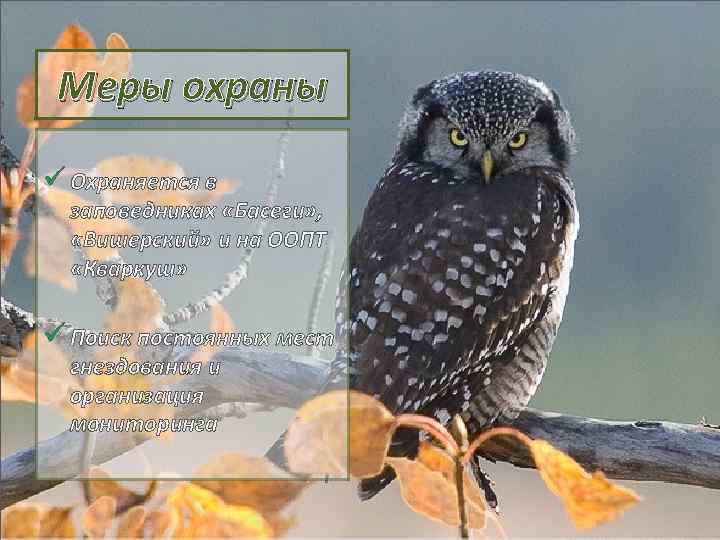 Меры охраны ü Охраняется в заповедниках «Басеги» , «Вишерский» и на ООПТ «Кваркуш» ü