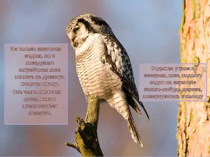 Не только внешним видом, но и повадками ястребиная сова похожа на дневную хищную птицу.