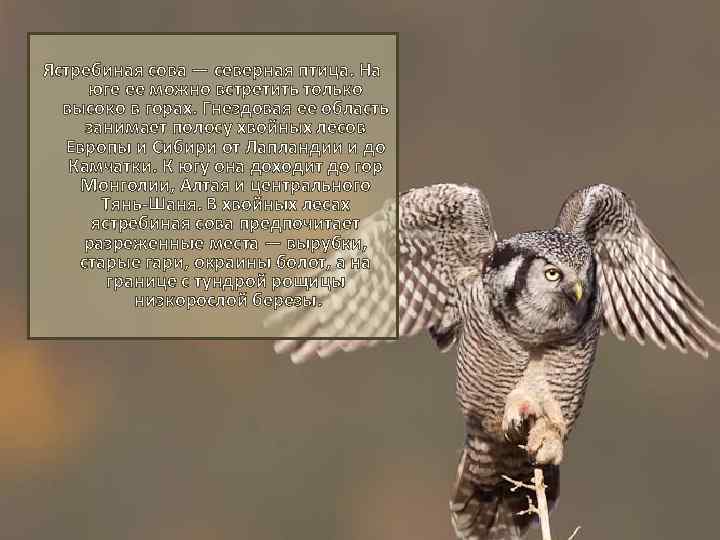 Ястребиная сова — северная птица. На юге ее можно встретить только высоко в горах.