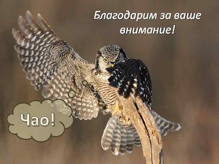 Благодарим за ваше внимание! Чао! 