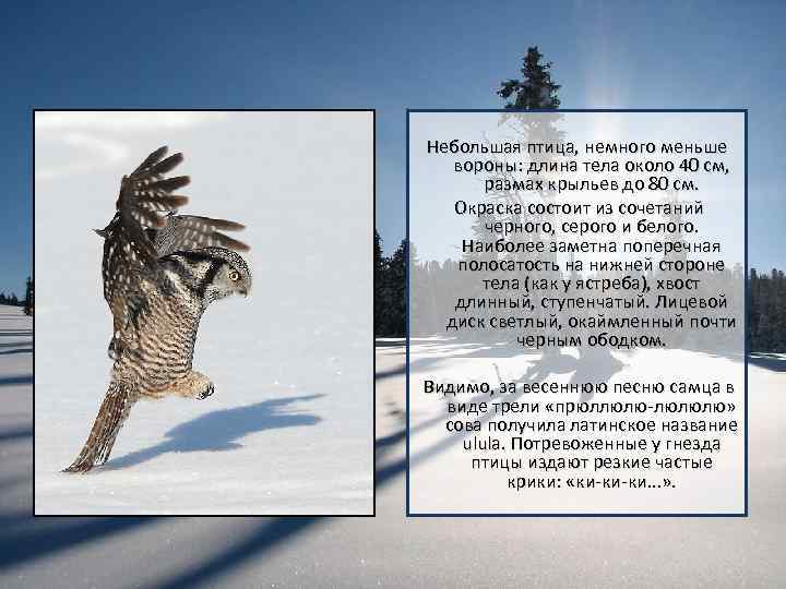 Небольшая птица, немного меньше вороны: длина тела около 40 см, размах крыльев до 80