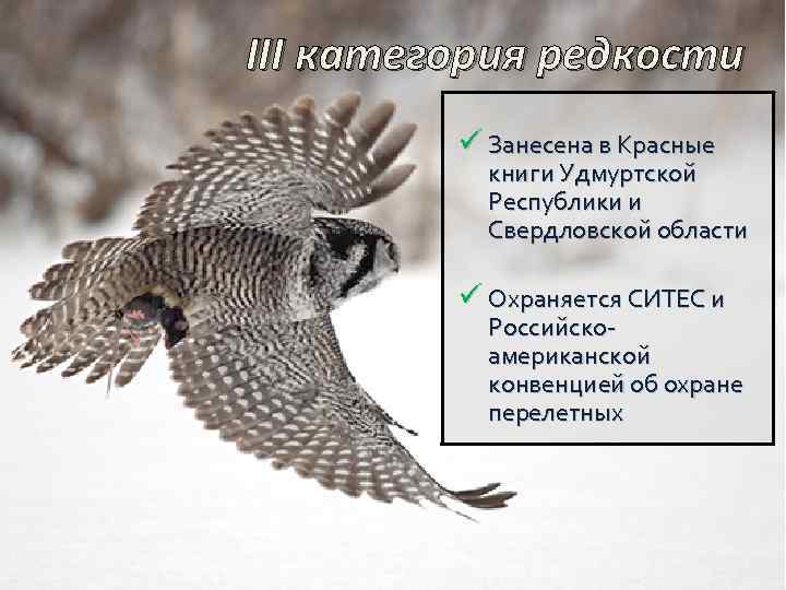III категория редкости ü Занесена в Красные книги Удмуртской Республики и Свердловской области ü