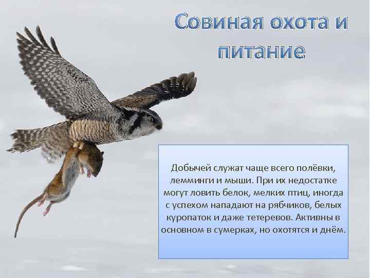 Совиная охота и питание Добычей служат чаще всего полёвки, лемминги и мыши. При их