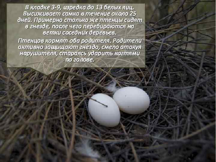 В кладке 3 -9, изредка до 13 белых яиц. Высиживает самка в течение около