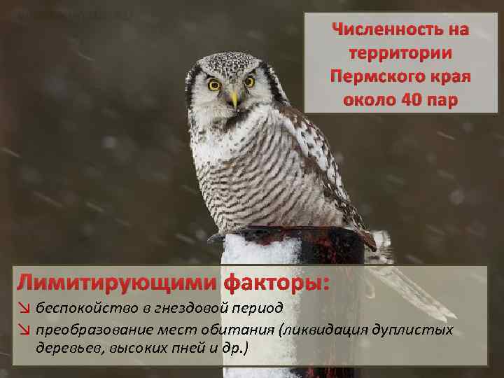 Численность на территории Пермского края около 40 пар Лимитирующими факторы: ↘ беспокойство в гнездовой