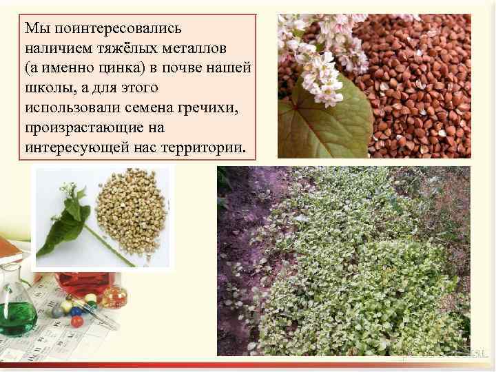 Мы поинтересовались наличием тяжёлых металлов (а именно цинка) в почве нашей школы, а для