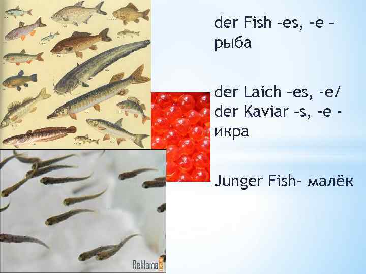 Рыба перевод. Fish Fishes разница. Малек Фиш. Fish перевод. Как посчитать малька рыбы.