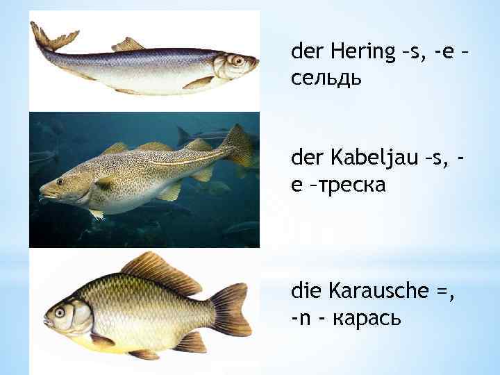 der Hering –s, -e – сельдь der Kabeljau –s, e –треска die Karausche =,